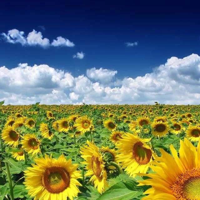 آهنگ جدید  این دختره یه چیز دیگست